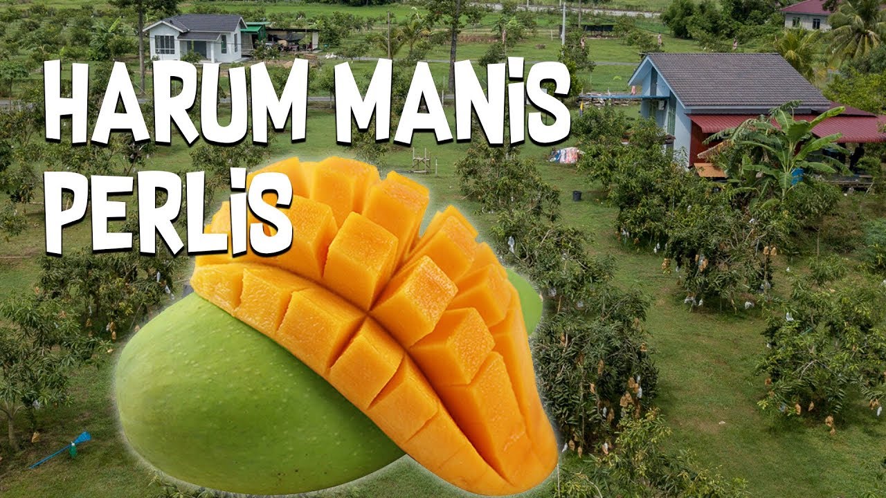 Jom Tengok Kebun Harum Manis Perlis