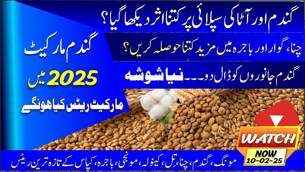LIVE: Pakistan Grain Market Rates Today | Daily Update l Pakistan Wheat Market today l Chana, Dhan