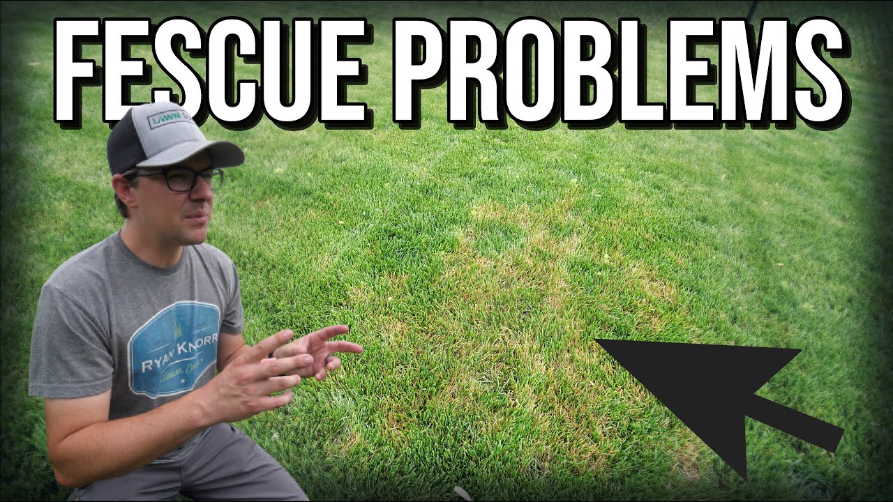 The Fescue STRIKES BACK