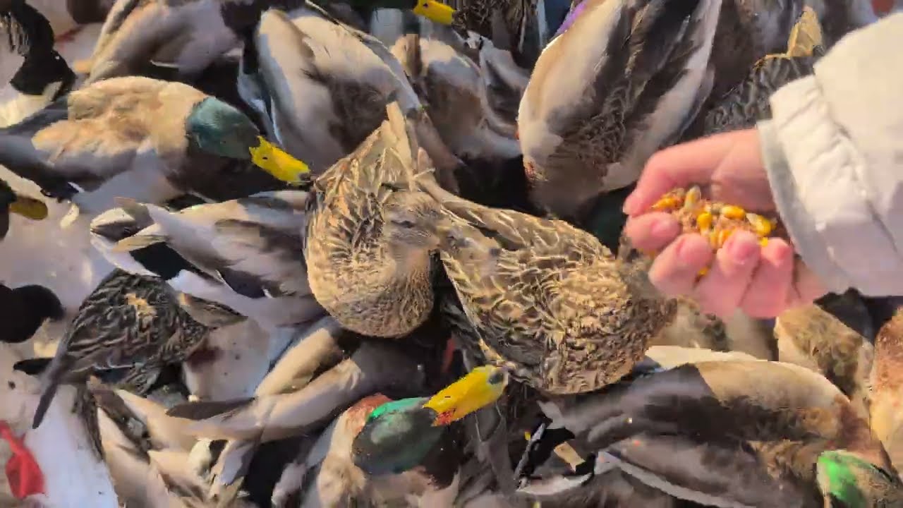 Wild Ducks & Geese Eating From Our Hands in the Snow by the River! ❄️🦆
