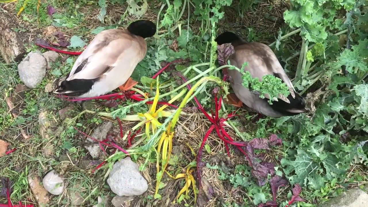 Patos khaki campbell, una soluci&oacute;n biol&oacute;gica al problema de caracoles y babosas