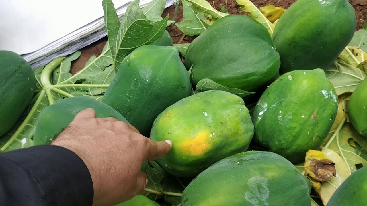 Papaya Fruit farming 9448849995.#fruitssupplyindia