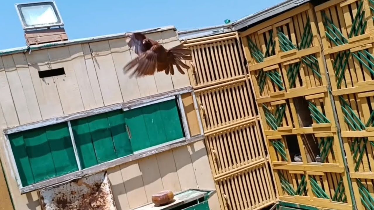 طريقة نش الزغاليل بكل سهولة#تربووالغيةوالترباوية