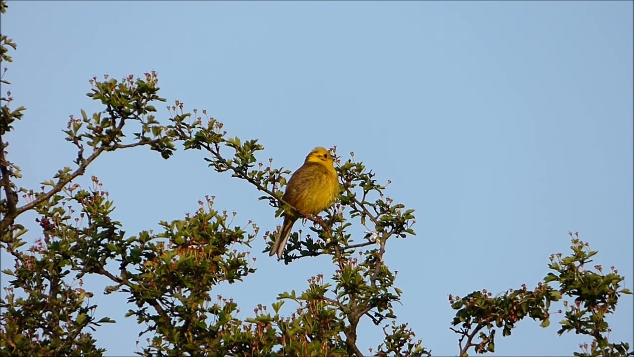 American Yellow Warbler 🐦