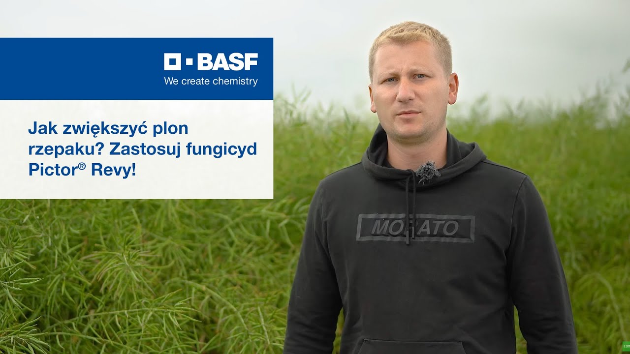 Jak zwiększyć plon rzepaku? Zastosuj fungicyd Pictor&reg; Revy!