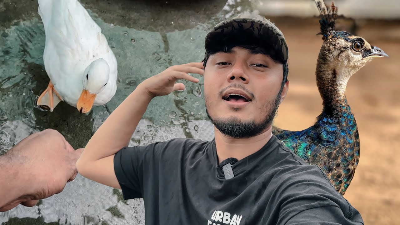 ময়ূরের বাচ্চা গুলো বৃষ্টির সময় যা করে