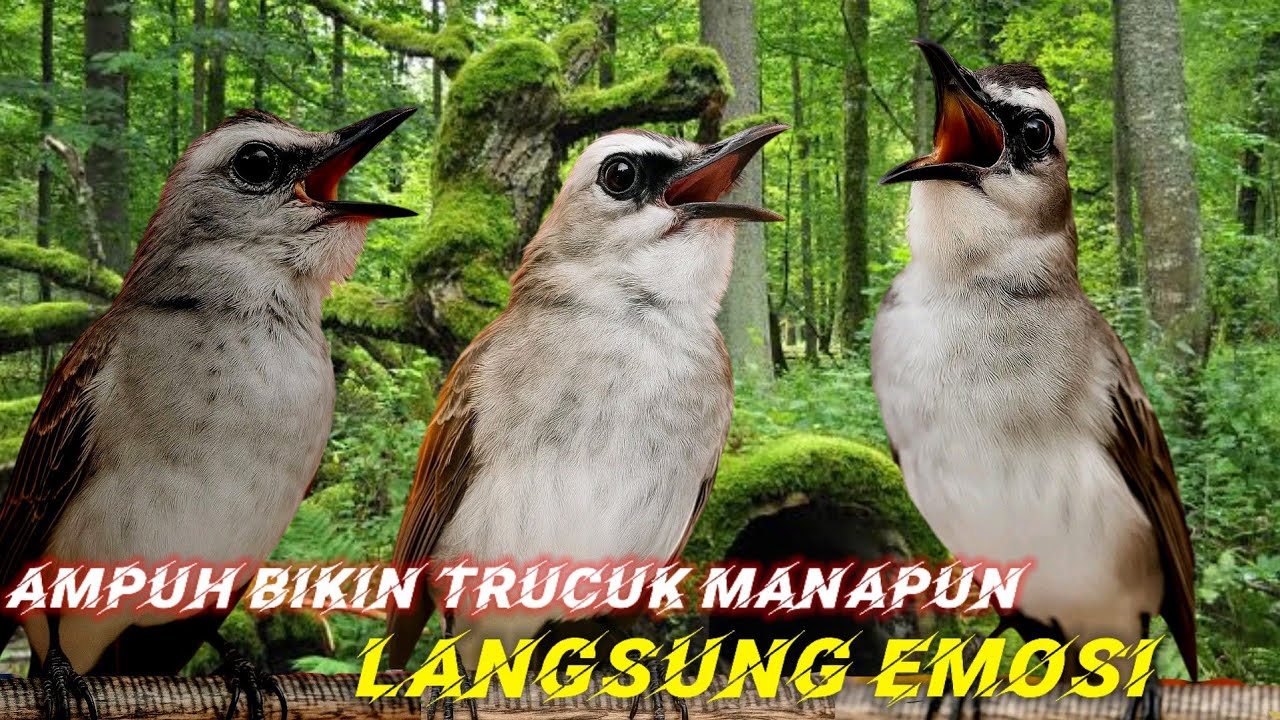 Pangilan trucuk ini ampuh bikin emosi lawan