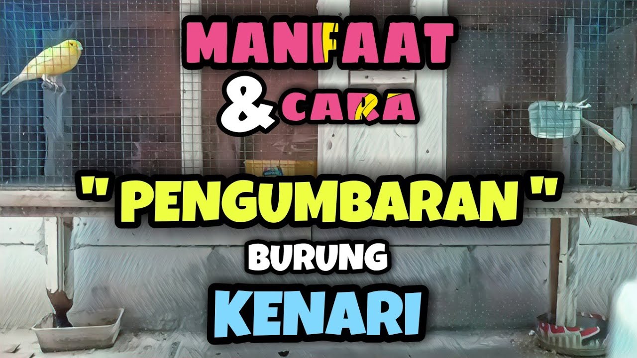 Manfaat & Cara Pengumbaran Burung Kenari