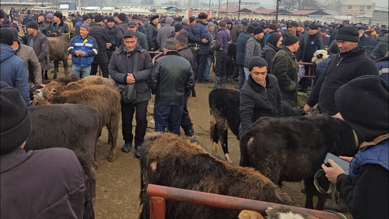 Izboskan chuvama mol bozor boqma Kuchat Buqalar va Sigirlar bugʻoz Narxlari 31 12 2025