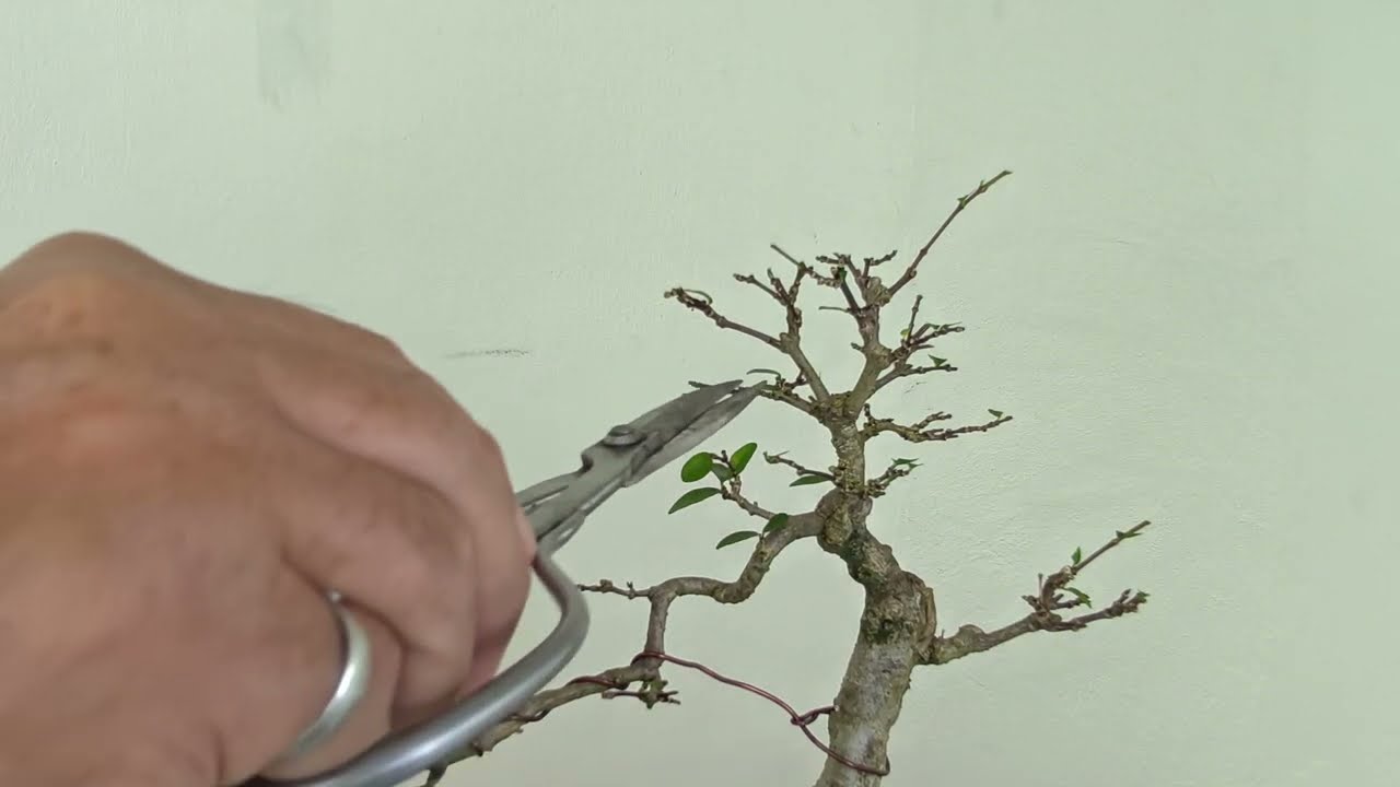 Water Jasmine Bonsai (水梅) Full Defoliation | Structure Revealed