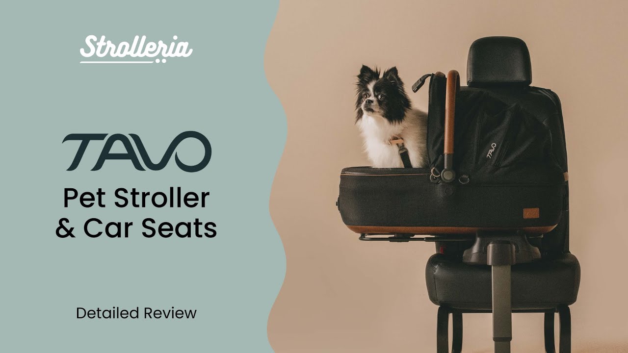 Tavo Pets: Why this pet gear is changing the game is safety and style