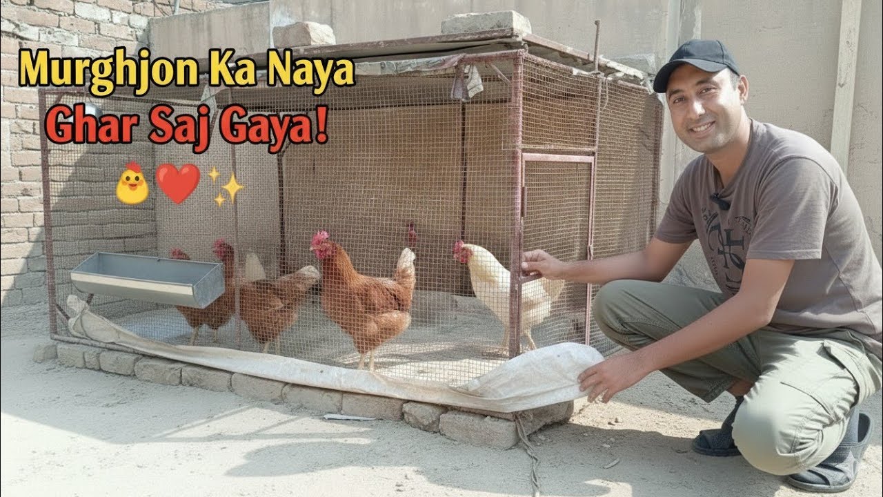 Murghiyon Ka Naya Ghar Saj Gaya 🐔 | Cage Mein Sheet Laga Di 😍 