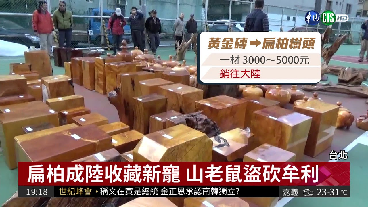 台灣扁柏成陸新寵 山老鼠大肆盜砍| 華視新聞 20180427
