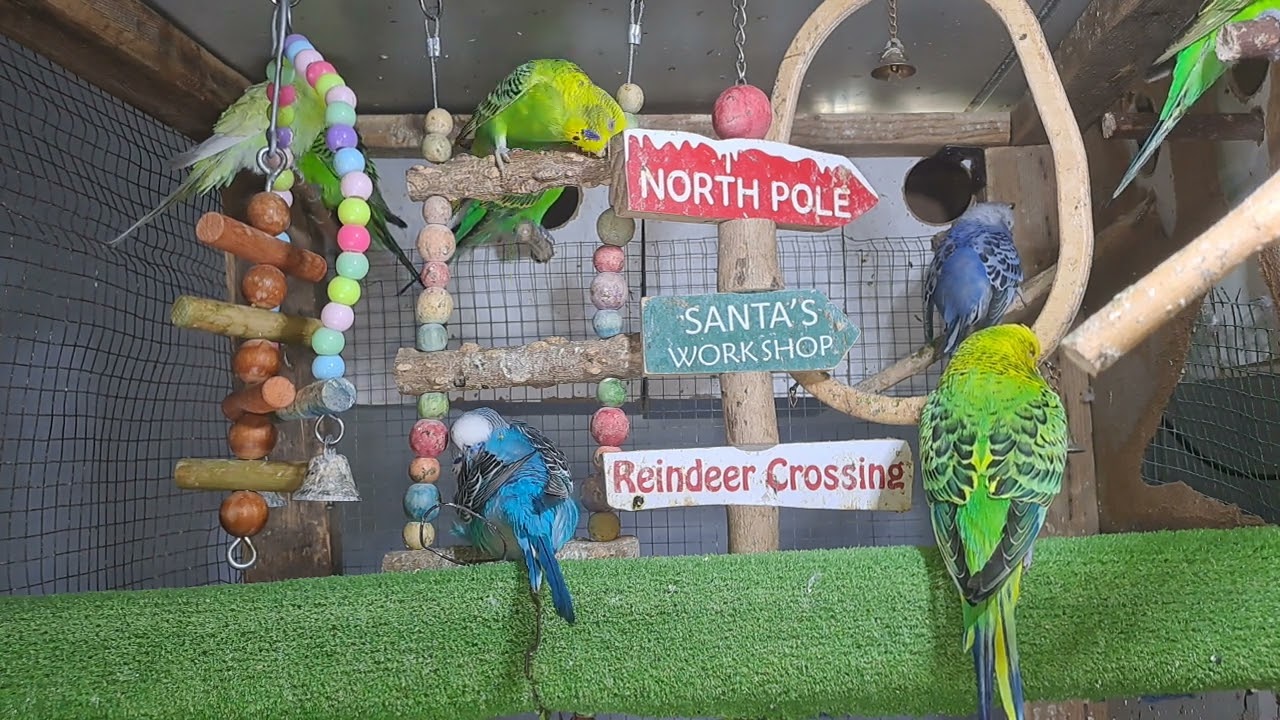 “My parrot out here flexing on everyone 🦜💅”