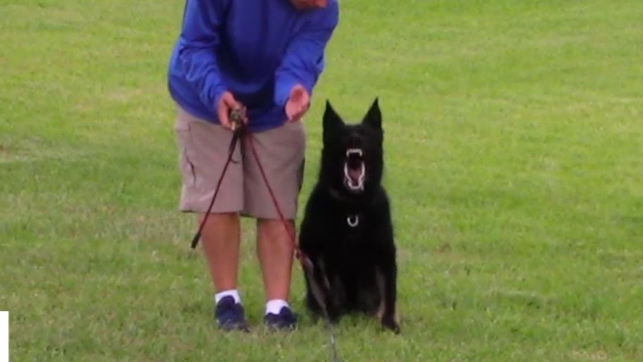 Tip: Get your dog to BARK on command