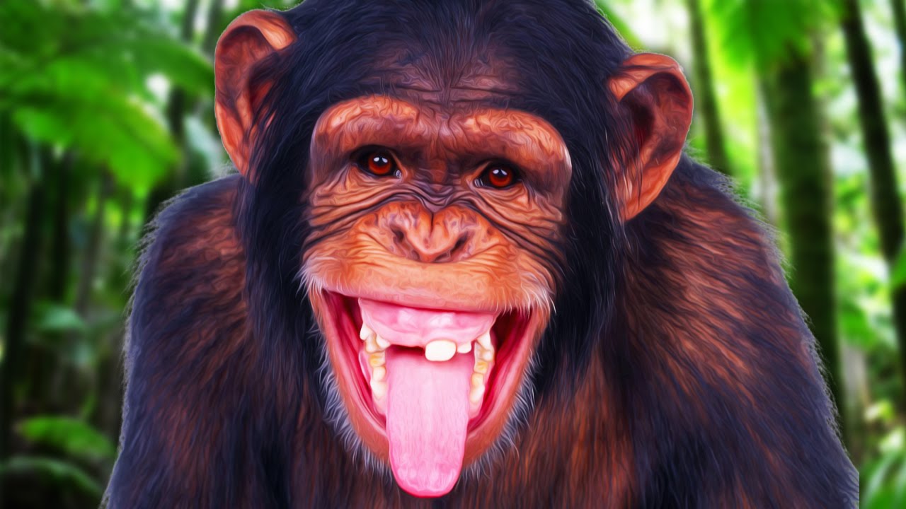 SASSIEST MONKEY! | Chimbot #2