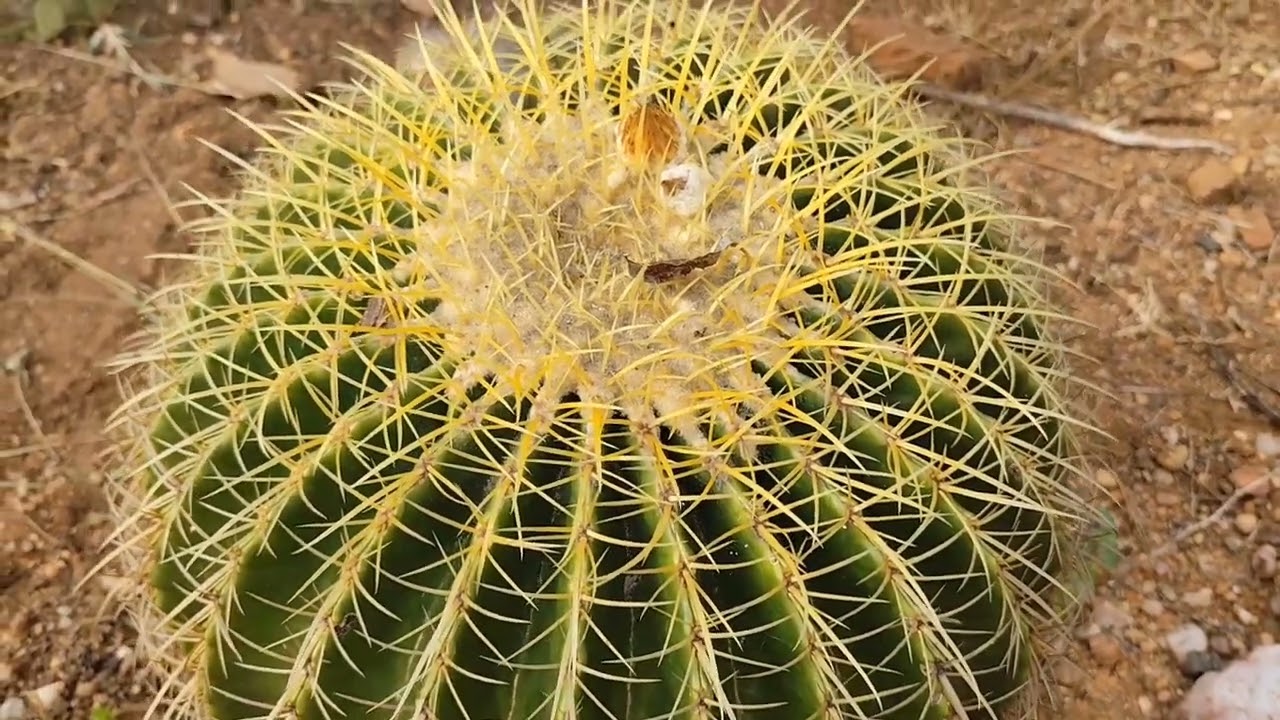Voltei! Cactus plantados no chão e suas flores 