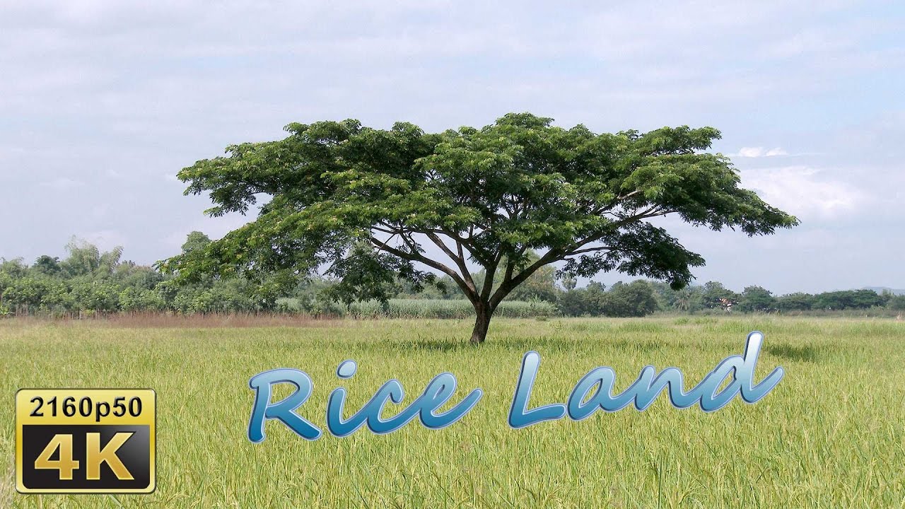 Loei, Daily Life in Isaan - Thailand 4K Travel Channel