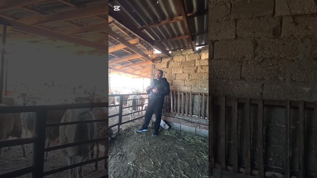 Bordaq quzuların satışı ve qazancı. #meat #beaf #animals #sheep #farmlife