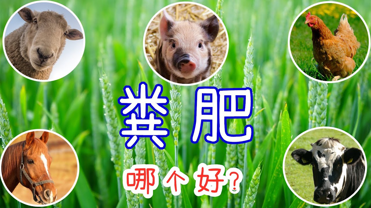 常见有机肥/动物粪肥比较💩, 牛粪/羊粪/鸡粪/马粪/猪粪