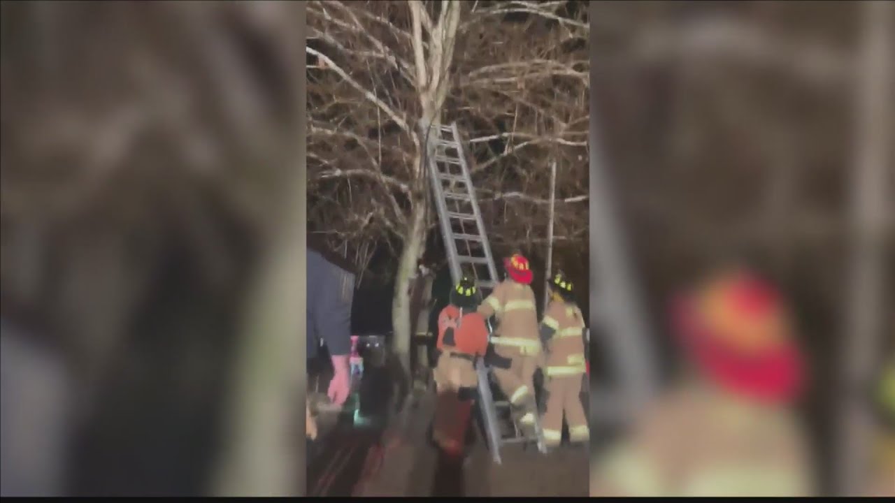 Fire crew rescue cat stuck in a tree