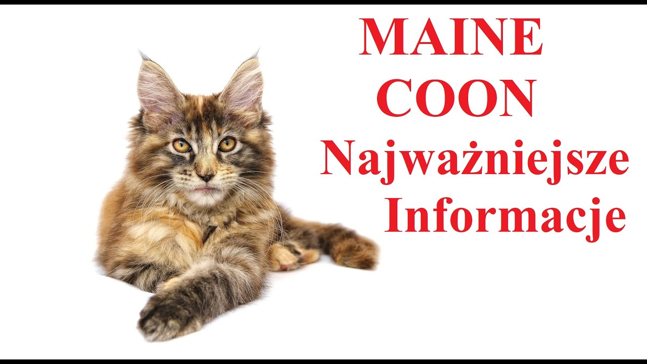 MAINE COON - Najważniejsze Informacje