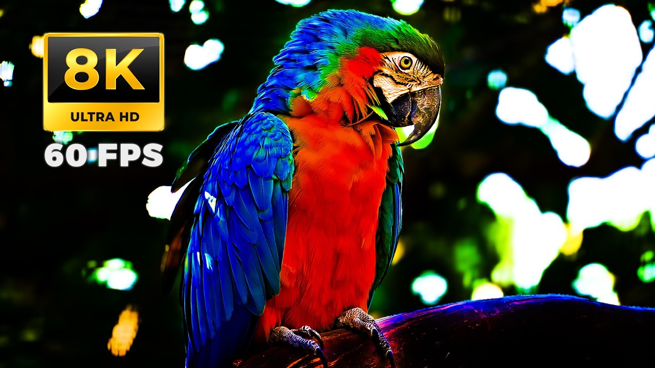 Real 8K Ultra HD 60FPS • Tropical Birds & Rainforest (Nature Sounds) - Best 8K Video for TV Test