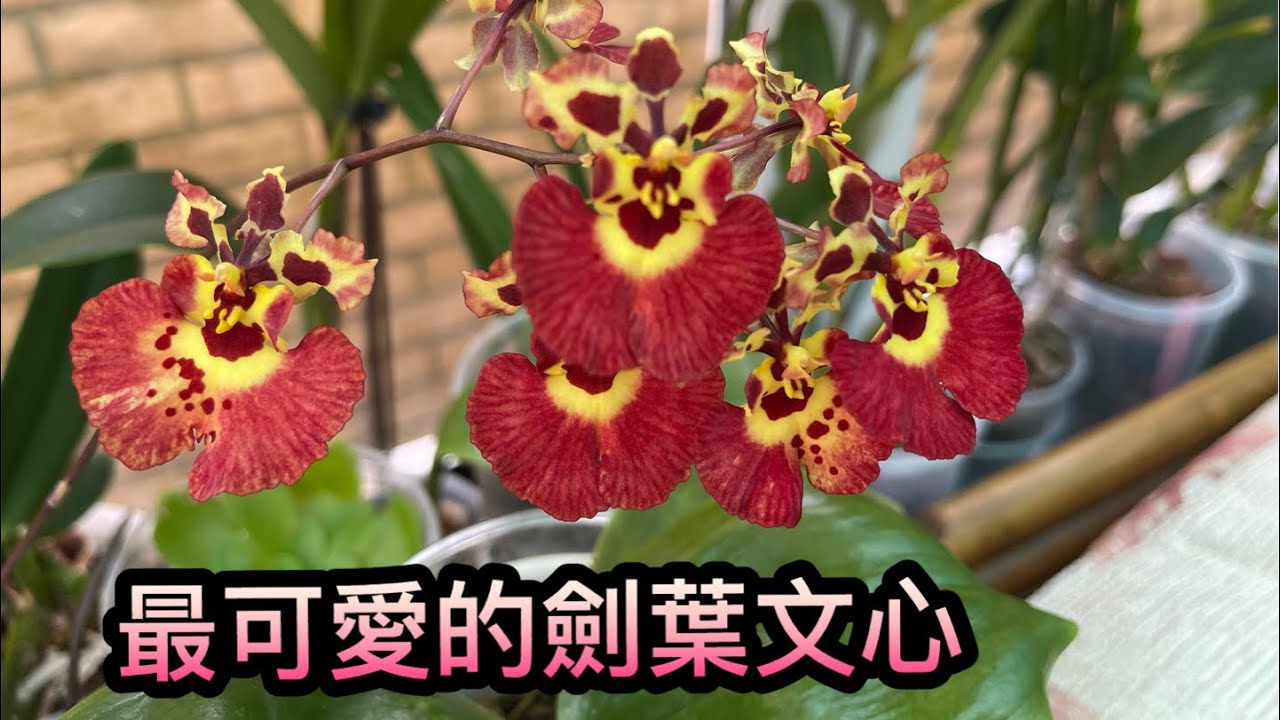 ￼￼最可愛的蘭花（劍葉文心蘭）5-3月-2024