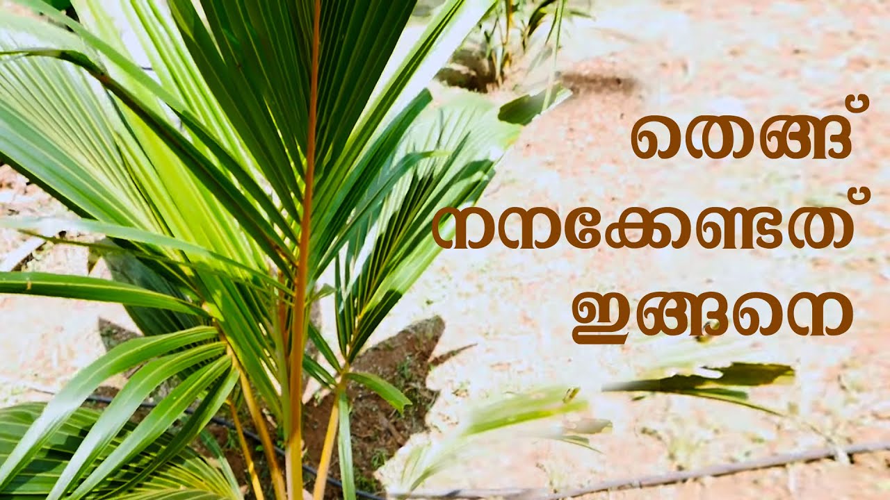 തെങ്ങ്‌ പരിചരണം പ്രകൃതികൃഷിരീതിയില്‍ |  Coconut Tree Natural Farming | Irrigation System