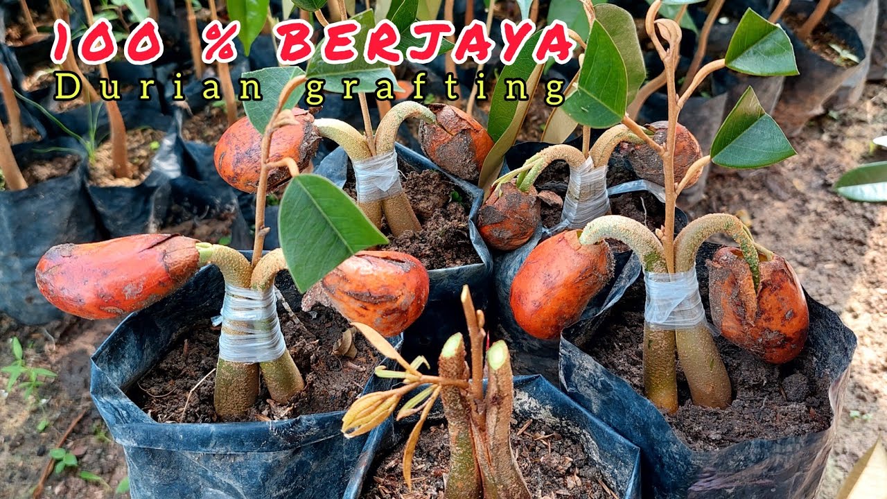 100% Berhasil, TekNik SamBung JANGKAR KN Durian usia DiNi.