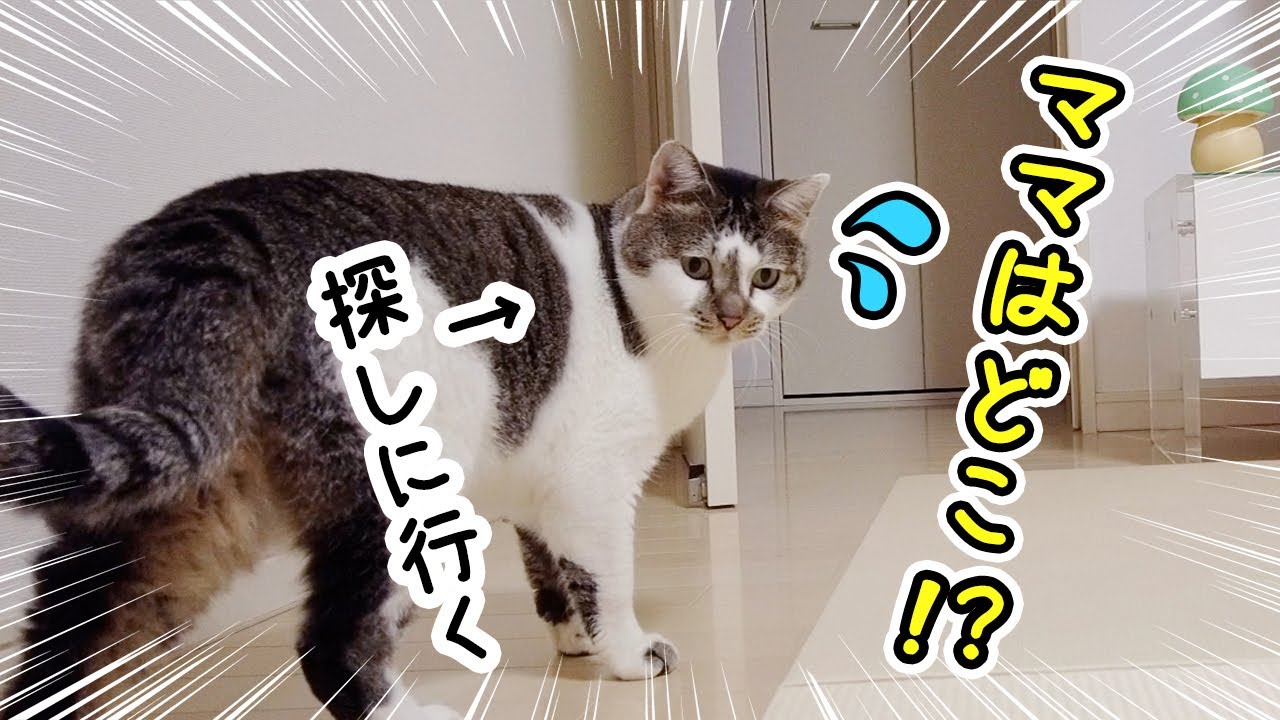 朝起きてこないママを探しに行く猫【ママの誕生日～前編】