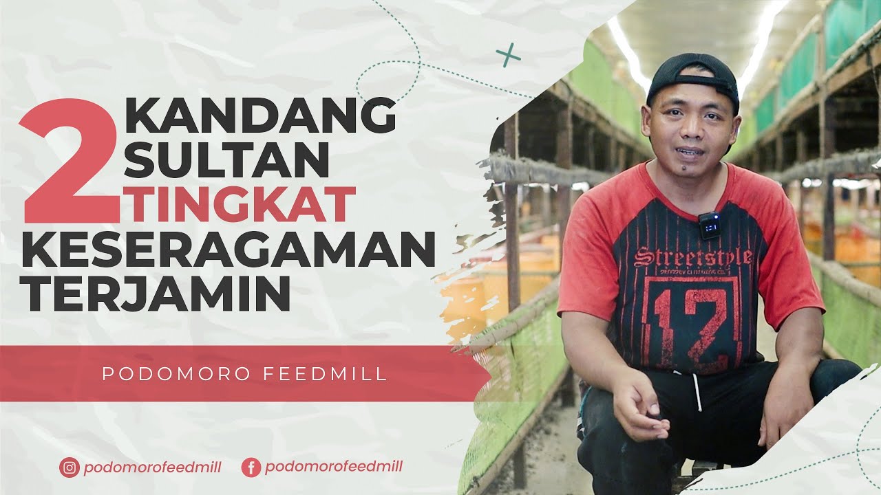 KANDANG SISTEM KOLONI TAK PERNAH RUGI!! INDEKS PERFORMANCE DIATAS RATA-RATA