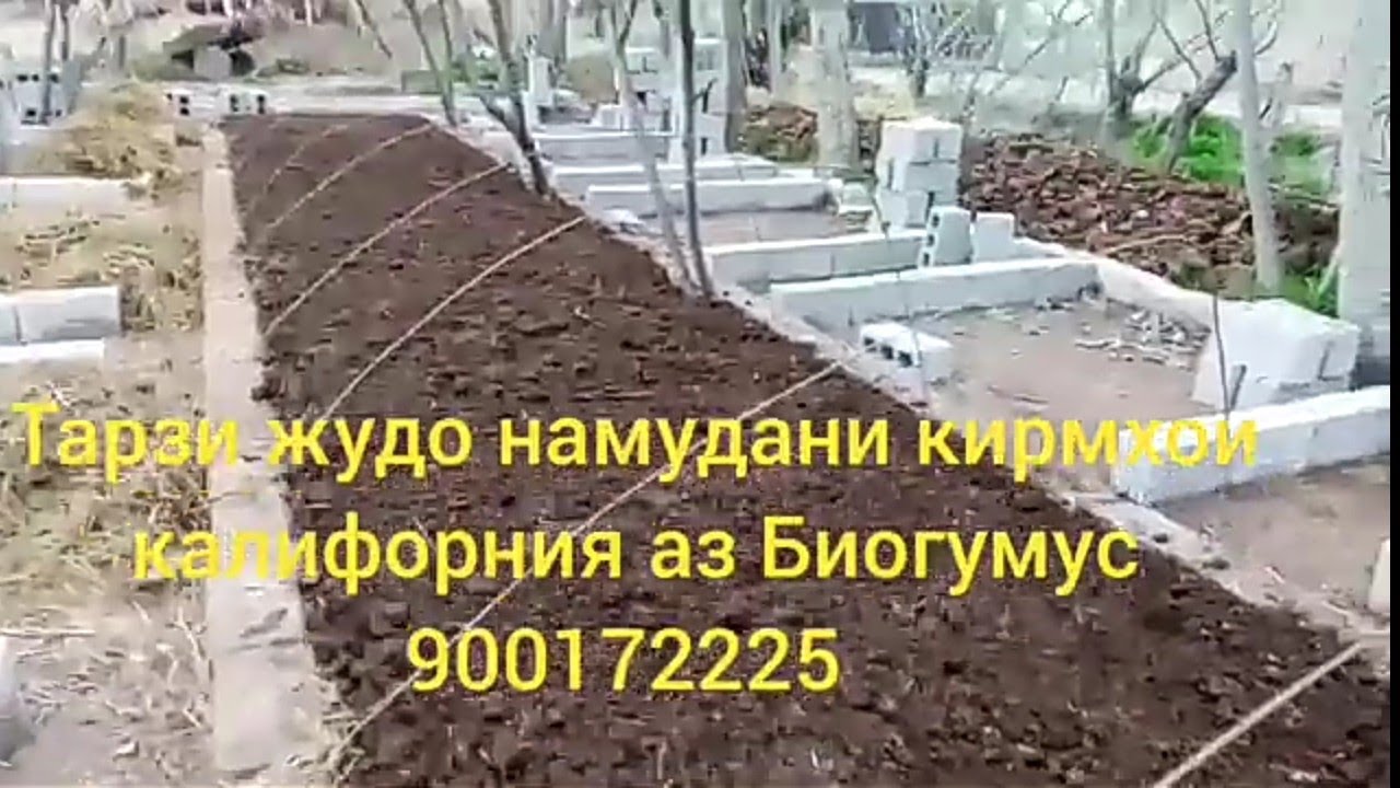 Тарзи жудо намудани кирмхои калифорния аз Биогумус 900172225