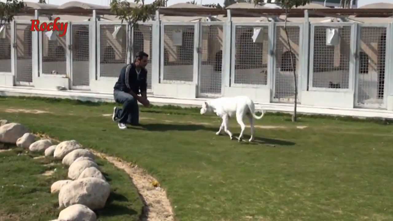 Argentino  dog trainers Cairo Egypt