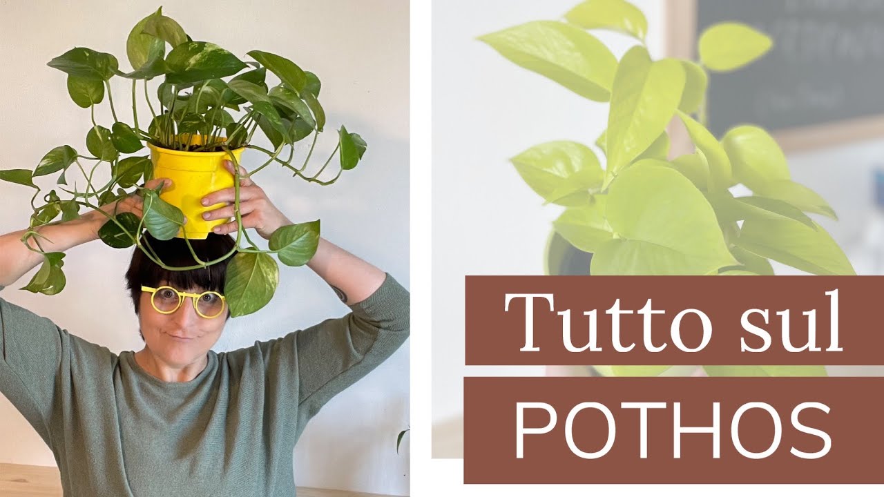 Pothos - Cura, Propagazione e Rinvaso | Cura delle piante