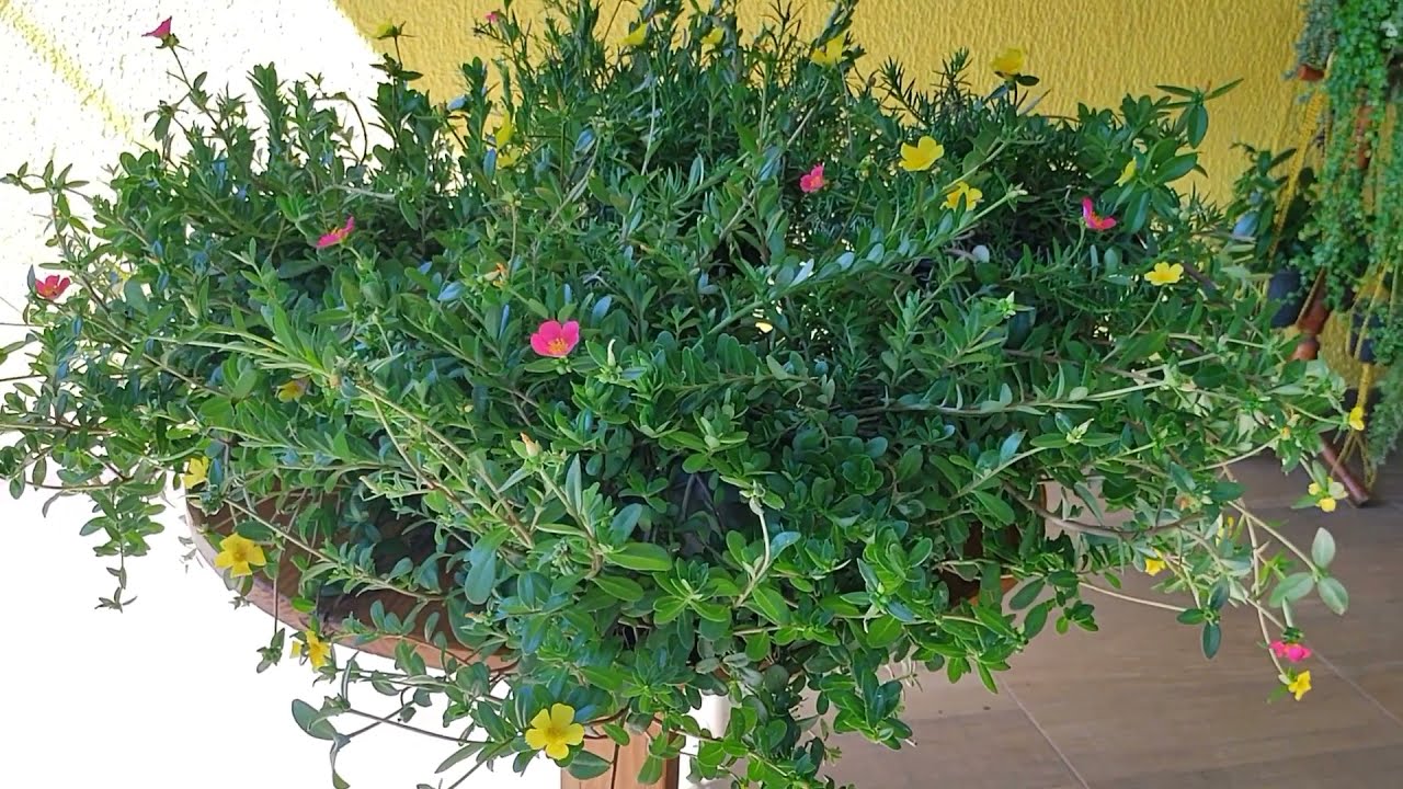 Dicas incríveis para você ter Onze-horas verdes e floridas