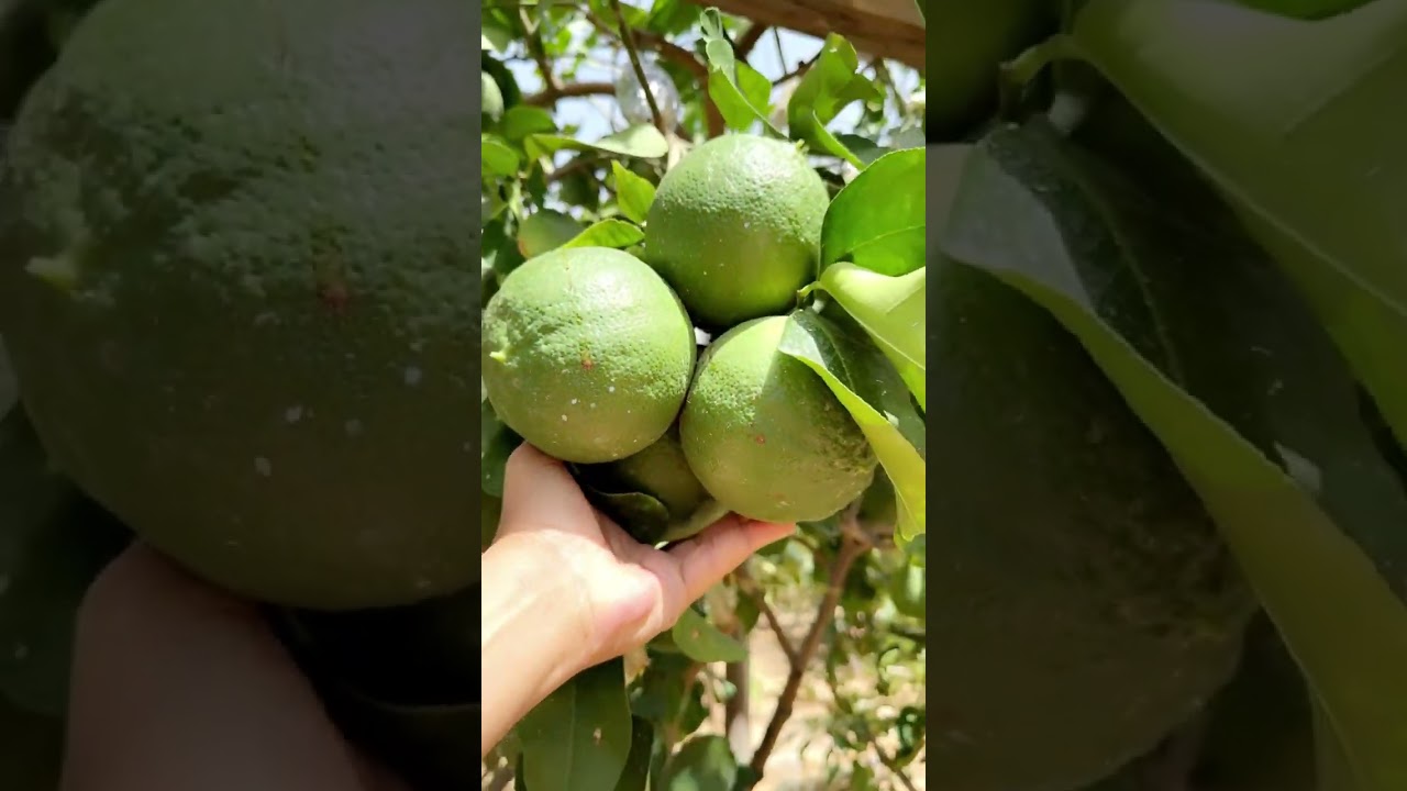 شرح تفصيلي لطريقة الترقيد الهوائي من المنزل  #خالد_الخالدي