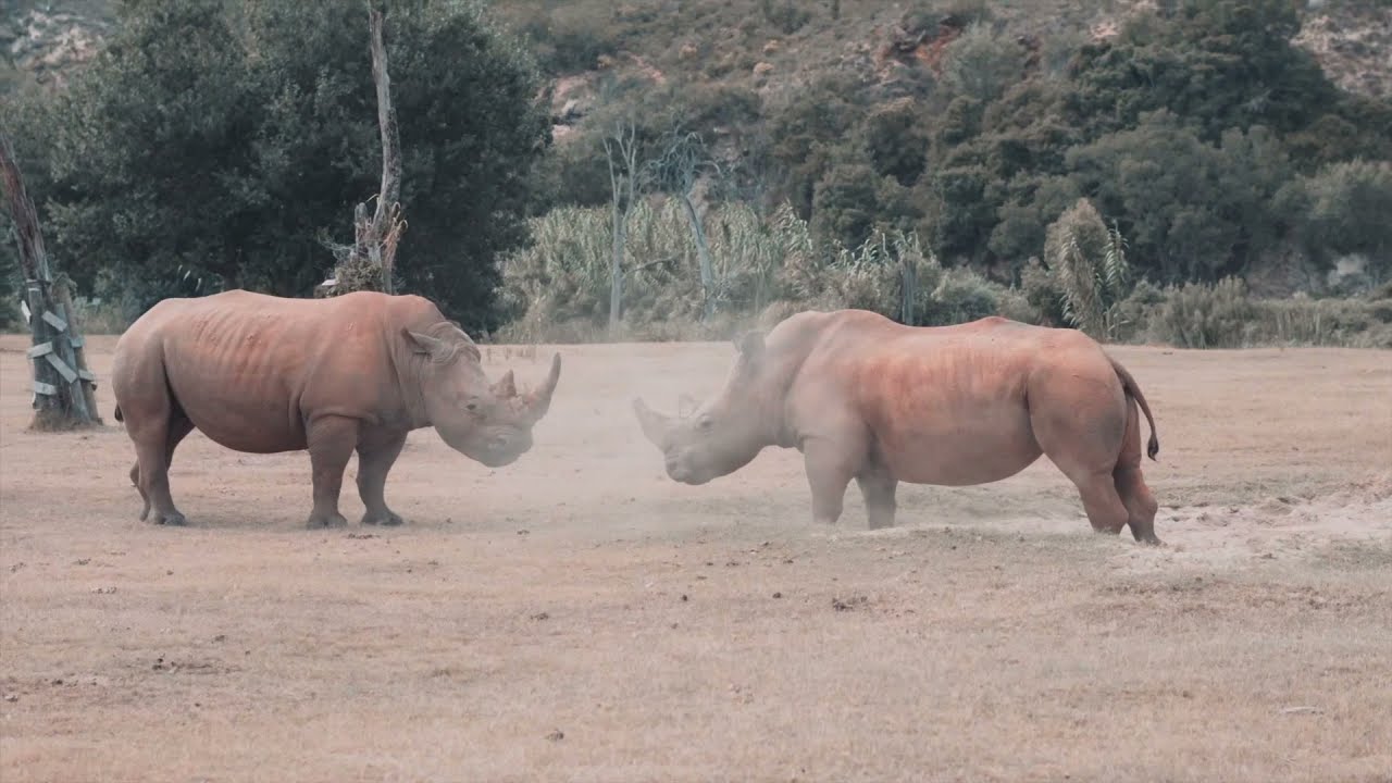 Western Cape 4x4 Wildlife Safari - Experience the Klein Karoo, Buffelsdrift & Botlierskop on Safari