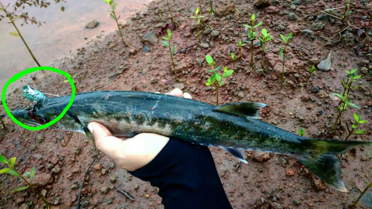 Sensasi Mancing UltraLight Barakuda di Tambak