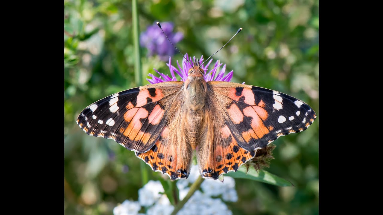 Flowers for pollinators in September