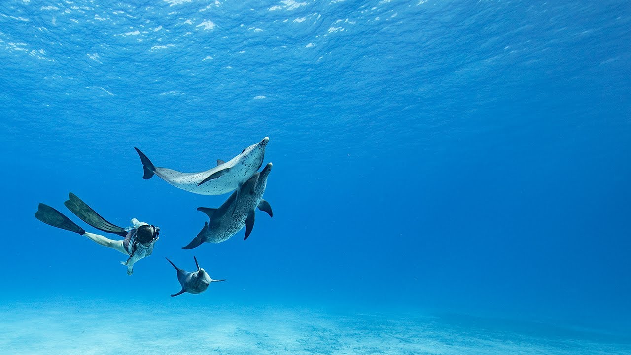 Dolphins chilling (ultimate underwater relaxation!)