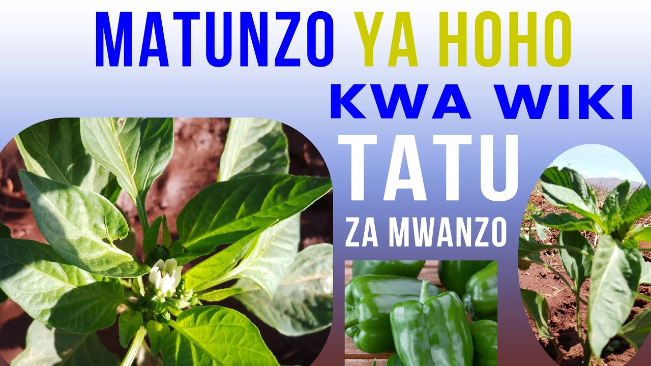 MUONGOZO WA KUTUNZA HOHO KWA WIKI TATU ZA MWANZO