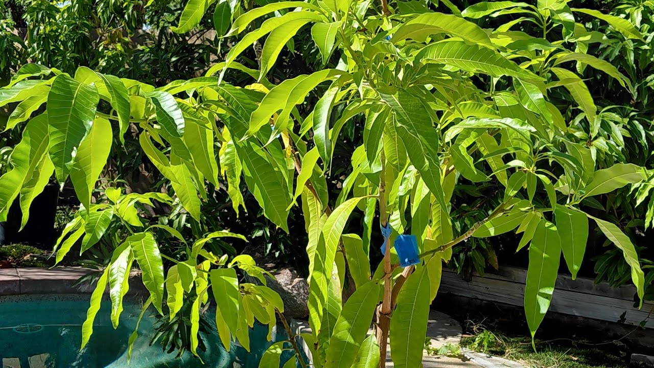 4 in 1 Grafted Seedling Mango Tree