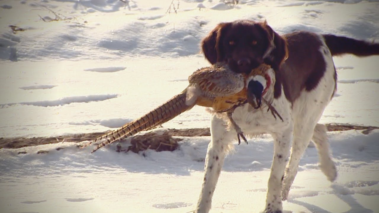 Idaho Bucket List Upland Bird Hunt (Classic 2015)