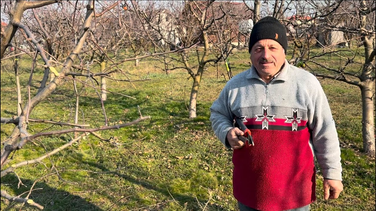 Normarea producției la măr si la păr
