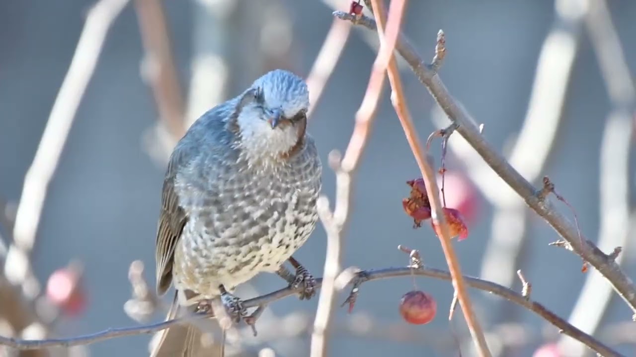 ヒメリンゴにヒヨドリ　DSC 7293   Trim