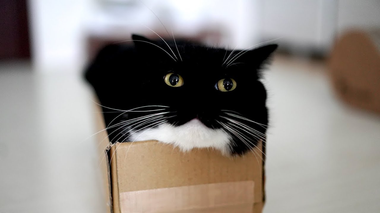 猫なのに餅が好きすぎるうに Uni is a cat but very fond of rice cakes and I am disturbed by him to eat them