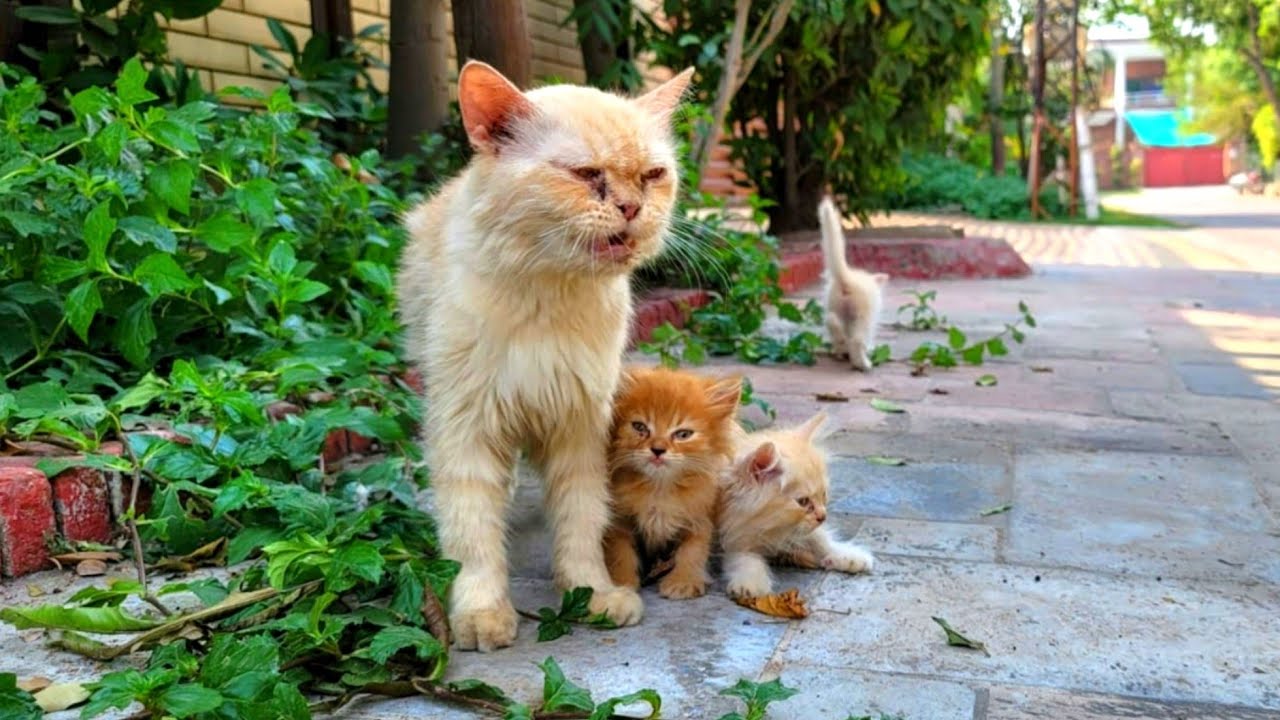 A Cat Who Lost Some Kittens Now Keeps the Rest Close and Safe