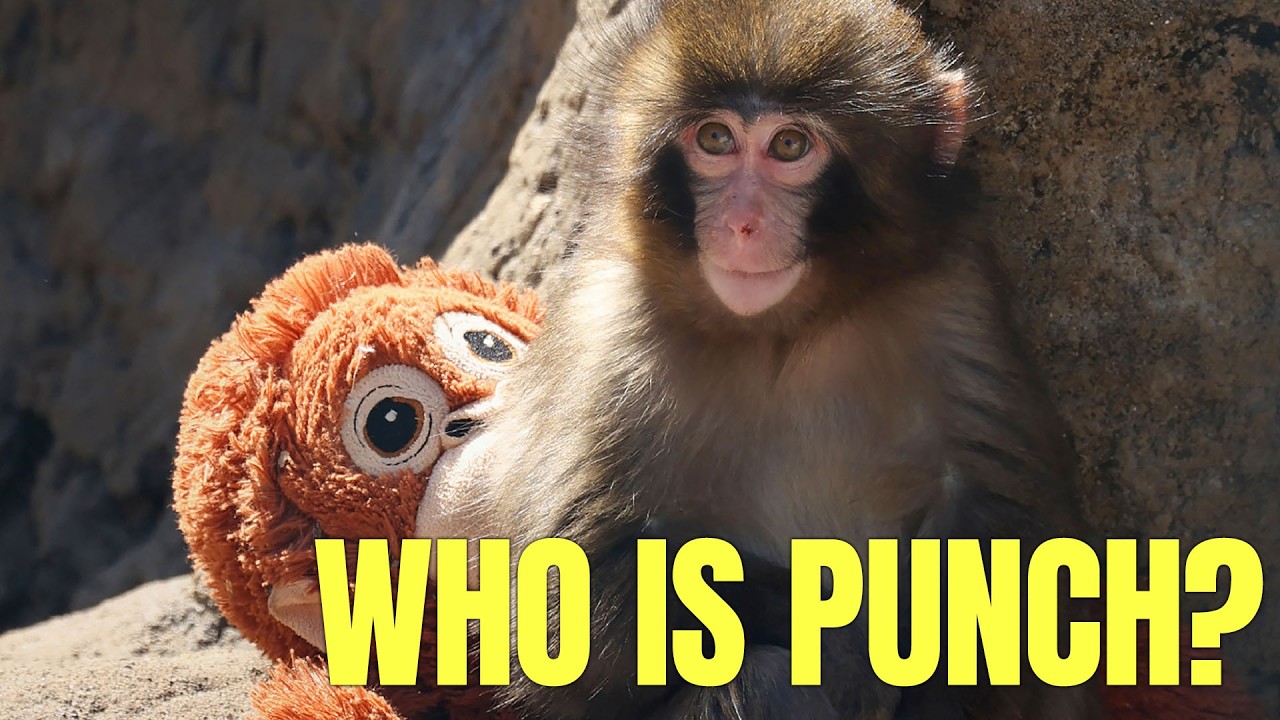 Who Is Punch The Monkey?