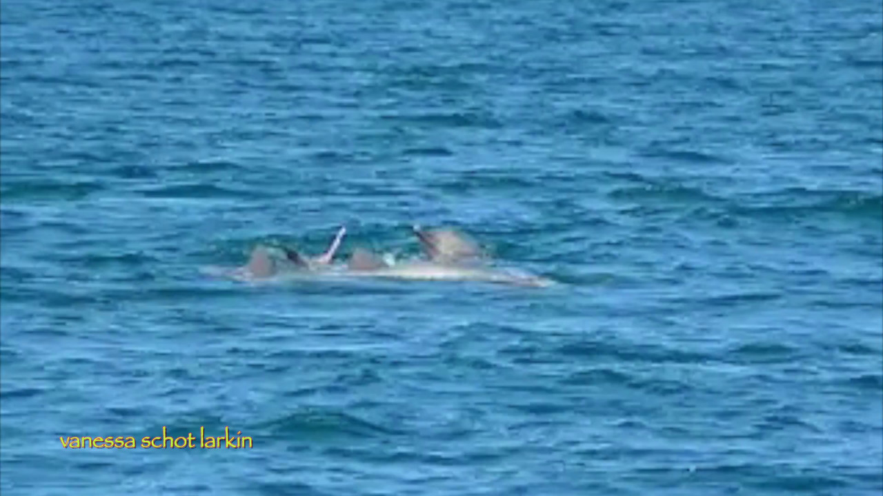 Interspecies Dolphins Costa Cetacea Media